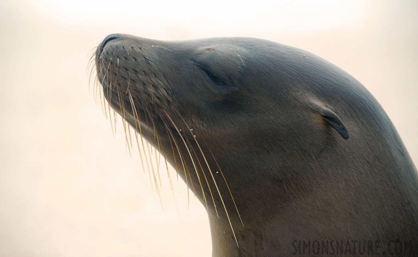 Zalophus wollebaeki [200 mm, 1/160 sec at f / 6.3, ISO 100]